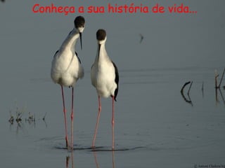 Conheça a sua história de vida...
 