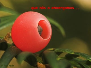 que nós a enxergamos...
 