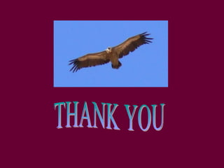 Pre Islamic Arabs and Muslims