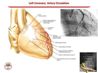 ABB MD FACC©
Left Coronary Artery Circulation
 