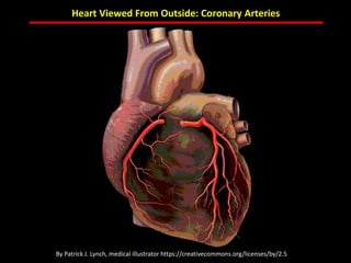 ABB MD FACC©
Heart Viewed From Outside: Coronary Arteries
By Patrick J. Lynch, medical illustrator https://creativecommons.org/licenses/by/2.5
 