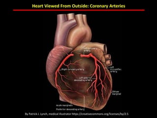 ABB MD FACC©
Heart Viewed From Outside: Coronary Arteries
By Patrick J. Lynch, medical illustrator https://creativecommons.org/licenses/by/2.5
 