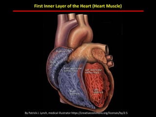ABB MD FACC©
First Inner Layer of the Heart (Heart Muscle)
ABB MD FACC©By Patrick J. Lynch, medical illustrator https://creativecommons.org/licenses/by/2.5
 