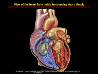 ABB MD FACC©
ABB MD FACC©
View of the Heart from Inside Surrounding Heart Muscle
By Patrick J. Lynch, medical illustrator https://creativecommons.org/licenses/by/2.5
 