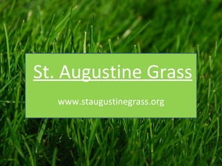 St. Augustine Grass www.staugustinegrass.org 