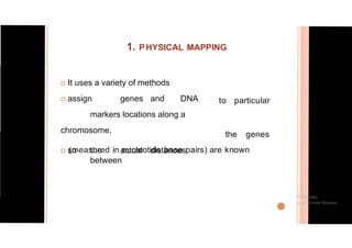 1. PHYSICAL MAPPING
o It uses a variety of methods
o assign genes and DNA
markers locations along a
chromosome,
o so the actual distances
between
to particular
the genes
(measured in nucleotide base pairs) are known
•
 
