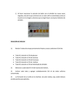 2. Al hacer reaccionar la solución de balón con el almidón las nueve veces
seguidas, esta de lo que comenzó con un color café ira aclarándose como se
muestra en la imagen y diremos que se logró hacer una buena hidrolisis de
almidón.

REACCIÓN DE MOLISH

1)

Rotular 5 tubos de ensayo previamente limpios y secos y adicionar 0.5ml de:

Tubo N.1 solución al 1% de glucosa.
Tubo N.2 solución al 1% de sacarosa
Tubo N.3 solución al 1% de fructuosa
Tubo N.4 solución al 1% de maltosa
Tubo N.5 solución al 1% de hidrolizado de almidón.
2)

Adicionar a cada tubo 0.5 ml del reactivo de molisch,

3)
Inclinar cada tubo y agregar cuidadosamente 0.8 ml de ácido sulfúrico
concentrado.
4)
La formación de un anillo en la interface de color violeta, rojo, verde indicara
prueba positiva para glúcidos.

 