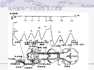 反应波形产生的部位及正常值   