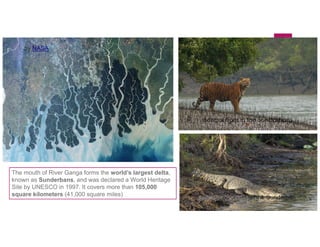 The mouth of River Ganga forms the world’s largest delta,
known as Sunderbans, and was declared a World Heritage
Site by UNESCO in 1997. It covers more than 105,000
square kilometers (41,000 square miles)
by NASA
Bengal tiger in the Sundarbans
saltwater crocodile in the Sundarban
 