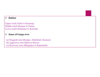  Habitat
Upper reach (Tehri to Kannauj)
Middle reach (Kanpur to Patna)
Lower reach (Sultanpur to Kotwah)
 Zones of Ganga river
(a) Sluggish zone (Kanpur, Allahabad, Varanasi)
(b) Aggresive zone (Balia to Buxar)
(c) Recovery zone (Bhagalpur to Rajamahal)
 