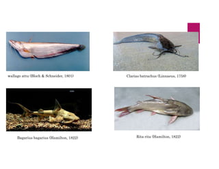 wallago attu (Bloch & Schneider, 1801) Clarias batrachus (Linnaeus, 1758)
Bagarius bagarius (Hamilton, 1822) Rita rita (Hamilton, 1822)
 