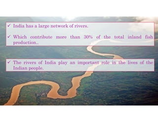  India has a large network of rivers.
 Which contribute more than 30% of the total inland fish
production..
 The rivers of India play an important role in the lives of the
Indian people.
 