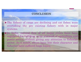 CONCLUSION
 The fishery of carps are declining and cat fishes were
overtaking the pre existing fishery with in major
systems.
 In India, natural flow of all major rivers have been
regulated for fulfilling water demand of agriculture and
power sector, without giving any attention to fisheries
sector. As a result, rivers have lost their character and
fisheries have suffered huge losses.
 