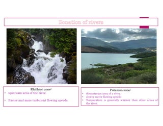 Rhithron zone:
• upstream area of the river.
• Faster and more turbulent flowing speeds.
Potamon zone:
• downstream area of a river.
• slower water flowing speeds
• Temperature is generally warmer than other areas of
the river.
 