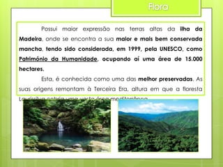 Possui maior expressão nas terras altas da ilha da
Madeira, onde se encontra a sua maior e mais bem conservada
mancha, tendo sido considerada, em 1999, pela UNESCO, como
Património da Humanidade, ocupando aí uma área de 15.000
hectares.
Esta, é conhecida como uma das melhor preservadas. As
suas origens remontam à Terceira Era, altura em que a floresta
Laurissilva cobria uma vasta área mediterrânea.

 