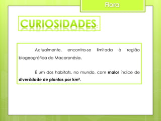 Actualmente,

encontra-se

limitada

à

região

biogeográfica da Macaronésia.
É um dos habitats, no mundo, com maior índice de
diversidade de plantas por km².

 