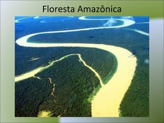 Floresta Amazônica 