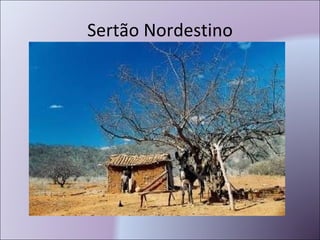 Sertão Nordestino 
