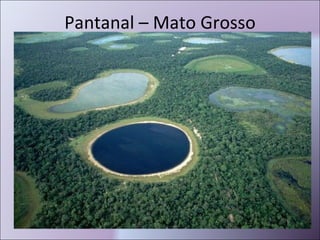 Pantanal – Mato Grosso 