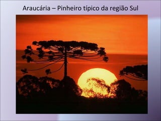 Araucária – Pinheiro típico da região Sul 