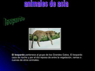 El leopardo  pertenece al grupo de los Grandes Gatos, El leopardo caza de noche y por el día reposa de entre la vegetación, ramas o cuevas de otros animales.  leopardo animales de asia 