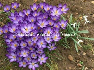 Formatação: o caçador de imagens 