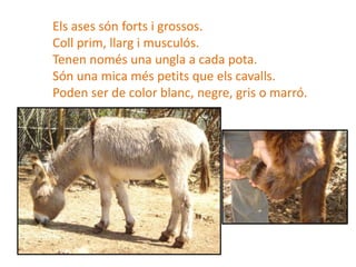 Els ases són forts i grossos.
Coll prim, llarg i musculós.
Tenen només una ungla a cada pota.
Són una mica més petits que els cavalls.
Poden ser de color blanc, negre, gris o marró.
 