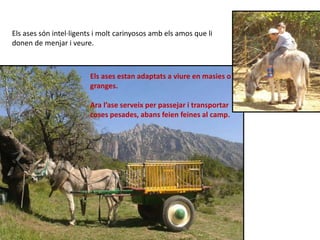 Els ases estan adaptats a viure en masies o
granges.
Ara l’ase serveix per passejar i transportar
coses pesades, abans feien feines al camp.
Els ases són intel·ligents i molt carinyosos amb els amos que li
donen de menjar i veure.
 
