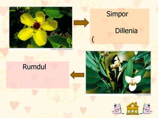 Simpor

               Dillenia
         (


Rumdul
 