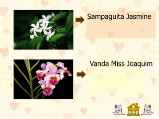 Sampaguita Jasmine




Vanda Miss Joaquim
 