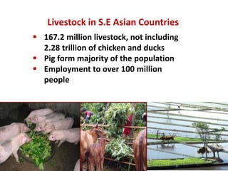 Livestock: A crucial livelihood and nutrition asset for Southeast Asia
