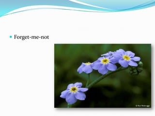  Forget-me-not
 