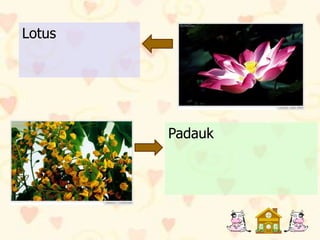 Lotus




        Padauk
 