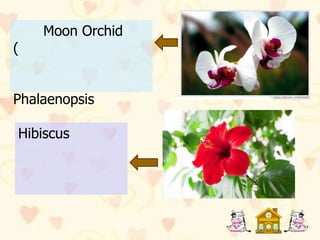 Moon Orchid
(


Phalaenopsis

Hibiscus
 