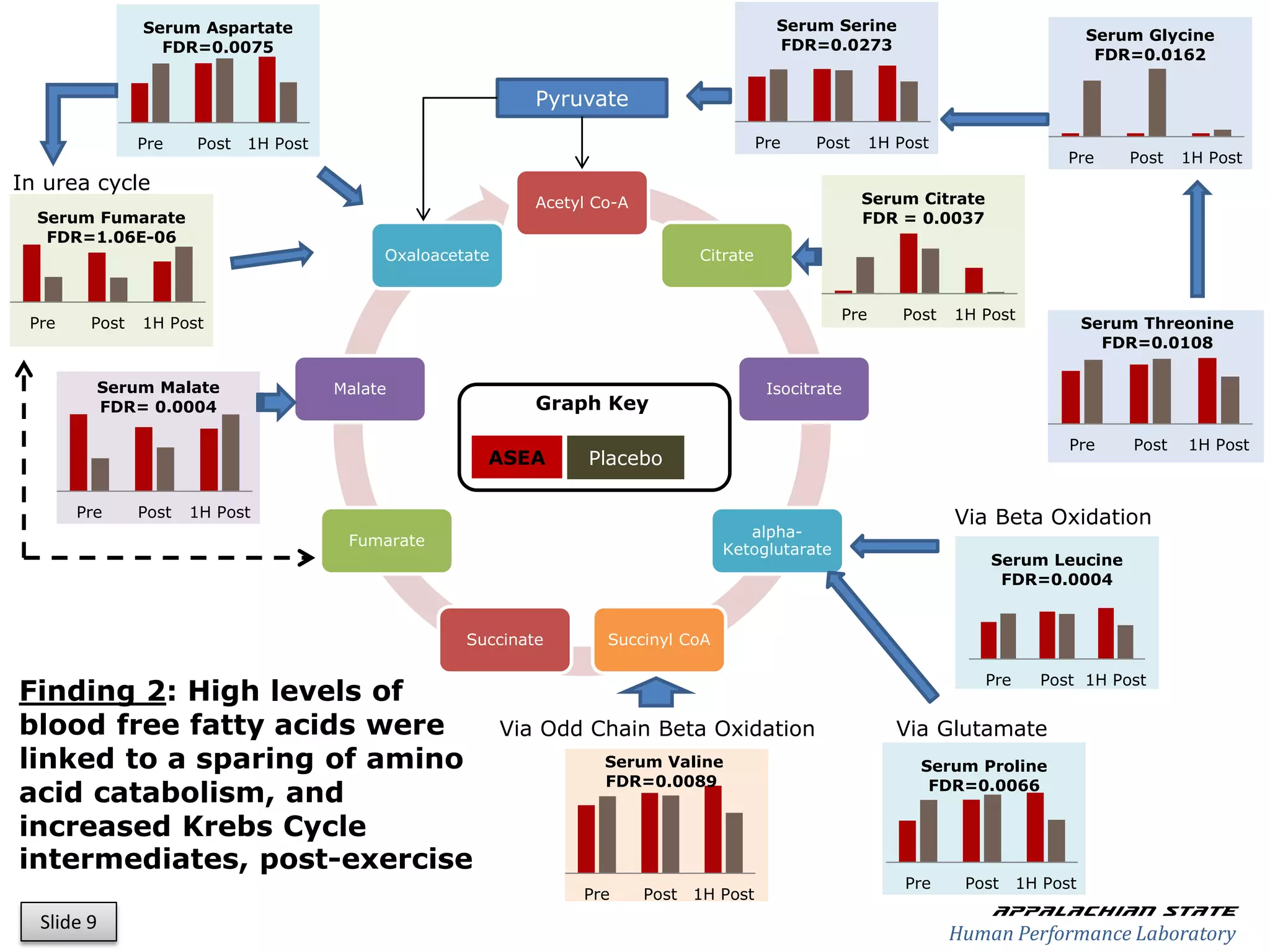 Serum Aspartate                                                                Serum Serine
                                                                                                                                          Serum Glycine
                 FDR=0.0075                                                                   FDR=0.0273
                                                                                                                                           FDR=0.0162

                                                              Pyruvate

               Pre    Post   1H Post                                                        Pre    Post     1H Post
                                                                                                                                      Pre     Post    1H Post
In urea cycle
                                                              Acetyl Co-A                                 Serum Citrate
  Serum Fumarate                                                                                          FDR = 0.0037
   FDR=1.06E-06
                                            Oxaloacetate                          Citrate


                                                                                                      Pre       Post   1H Post
 Pre    Post   1H Post                                                                                                                    Serum Threonine
                                                                                                                                            FDR=0.0108

         Serum Malate                  Malate                                                Isocitrate
         FDR= 0.0004                                          Graph Key

                                                                                                                                      Pre      Post   1H Post
                                                       ASEA         Placebo

       Pre     Post   1H Post                                                                                          Via Beta Oxidation
                                                                                        alpha-
                                        Fumarate
                                                                                     Ketoglutarate
                                                                                                                           Serum Leucine
                                                                                                                            FDR=0.0004


                                                     Succinate        Succinyl CoA

                                                                                                                          Pre     Post 1H Post
Finding 2: High levels of
blood free fatty acids were                                Via Odd Chain Beta Oxidation                        Via Glutamate
linked to a sparing of amino                                          Serum Valine                                Serum Proline
                                                                      FDR=0.0089
acid catabolism, and                                                                                               FDR=0.0066

increased Krebs Cycle
intermediates, post-exercise
                                                                                                                Pre     Post    1H Post
                                                                   Pre      Post 1H Post
                                                                                                                           Appalachian state
  Slide 9
                                                                                                                       Human Performance Laboratory
 