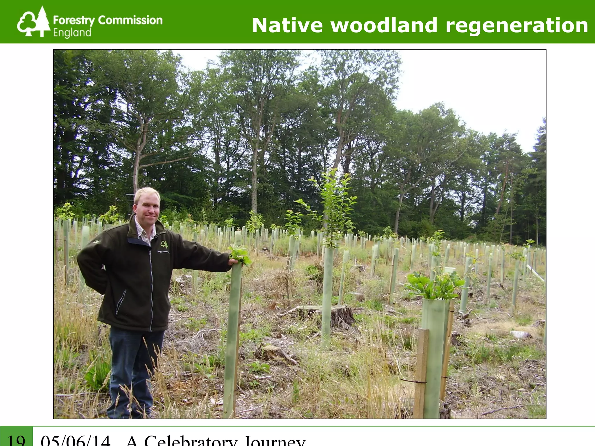 Native woodland regeneration
 