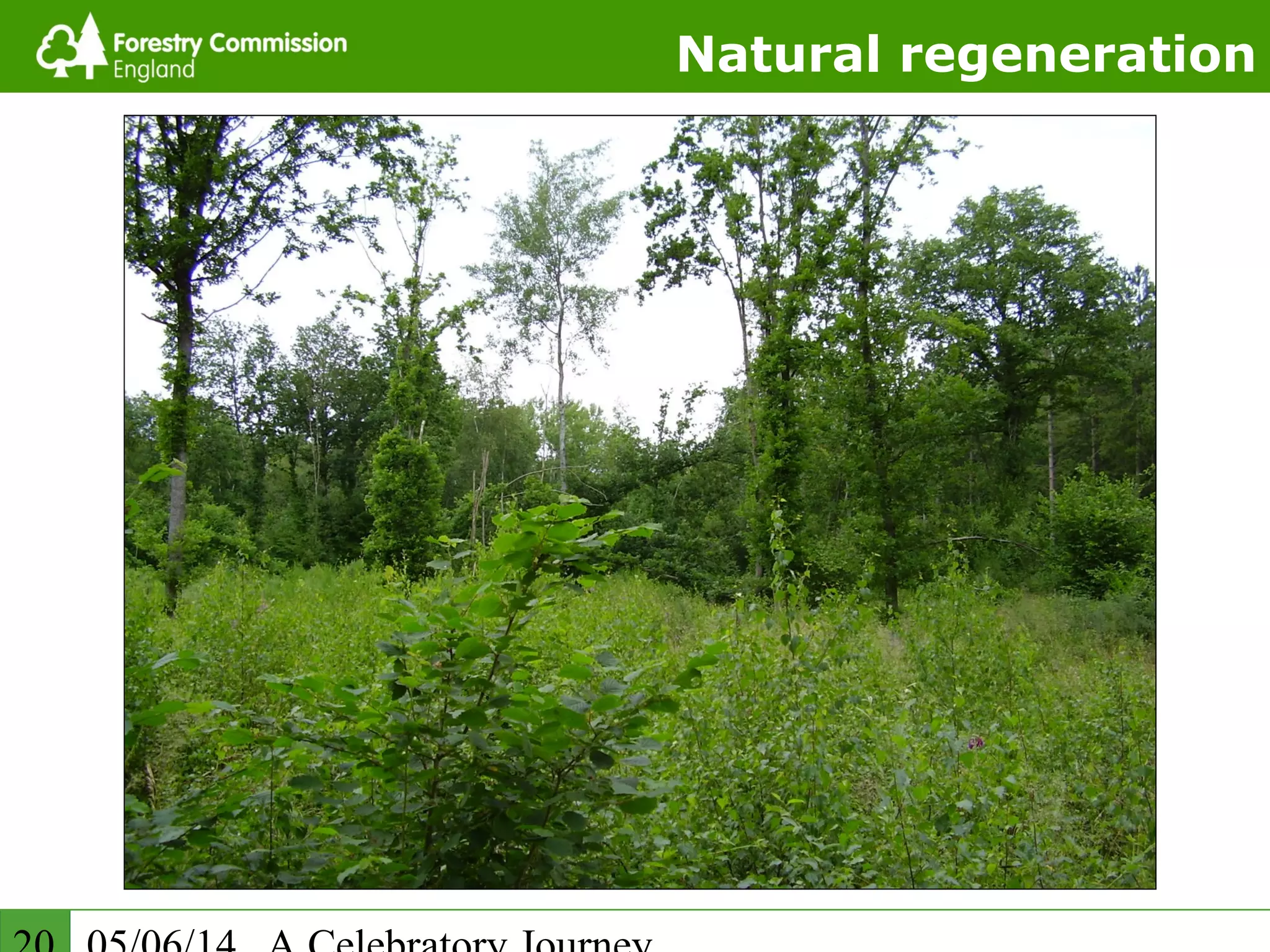 Natural regeneration
 