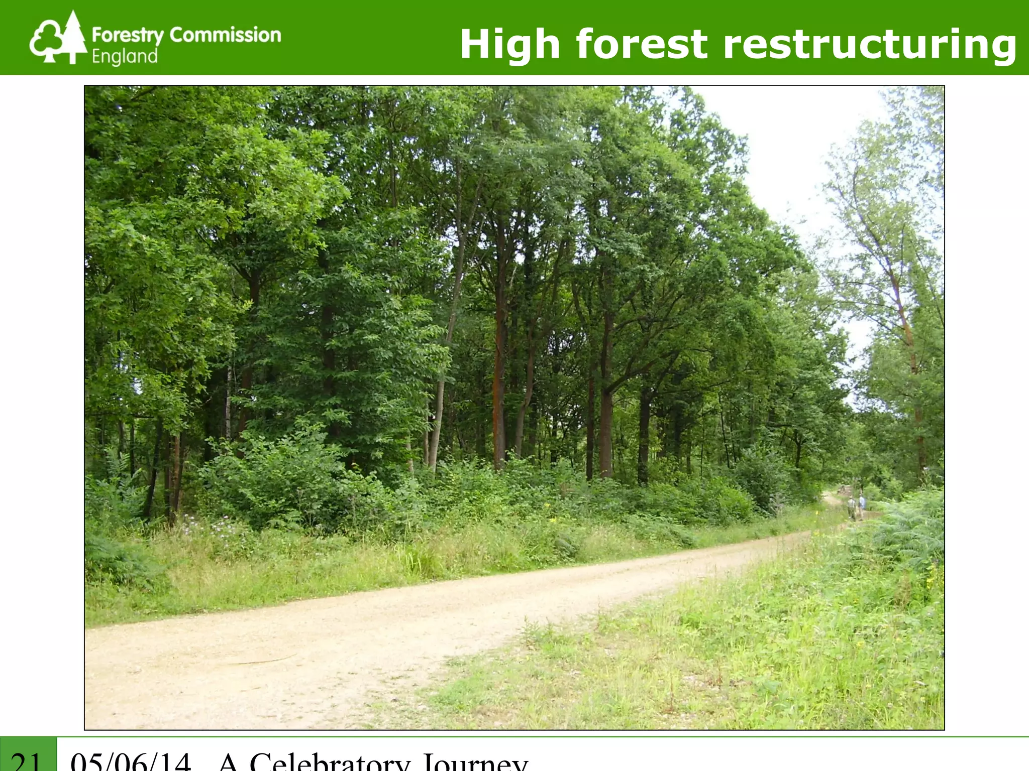 High forest restructuring
 