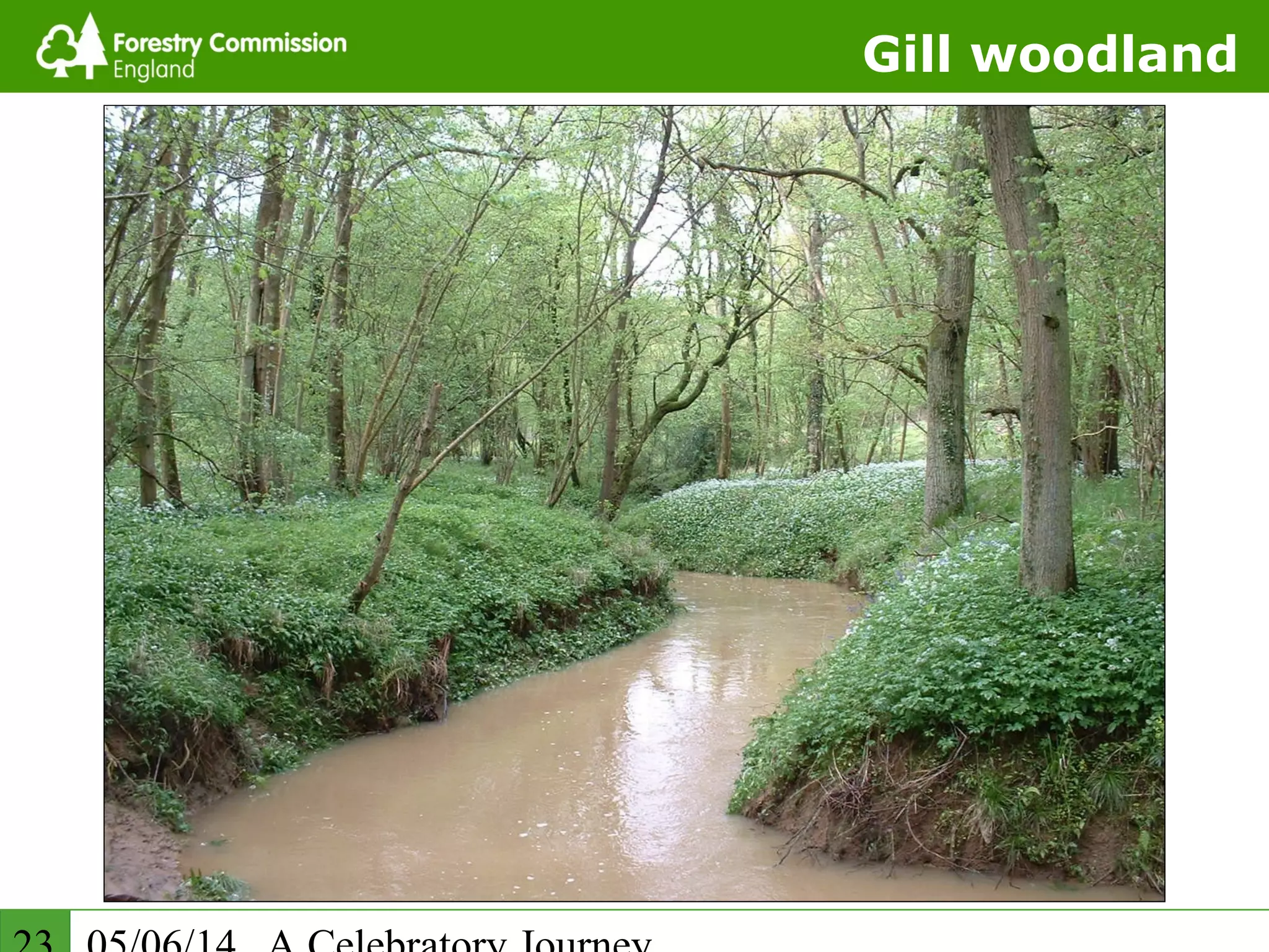 Gill woodland
 