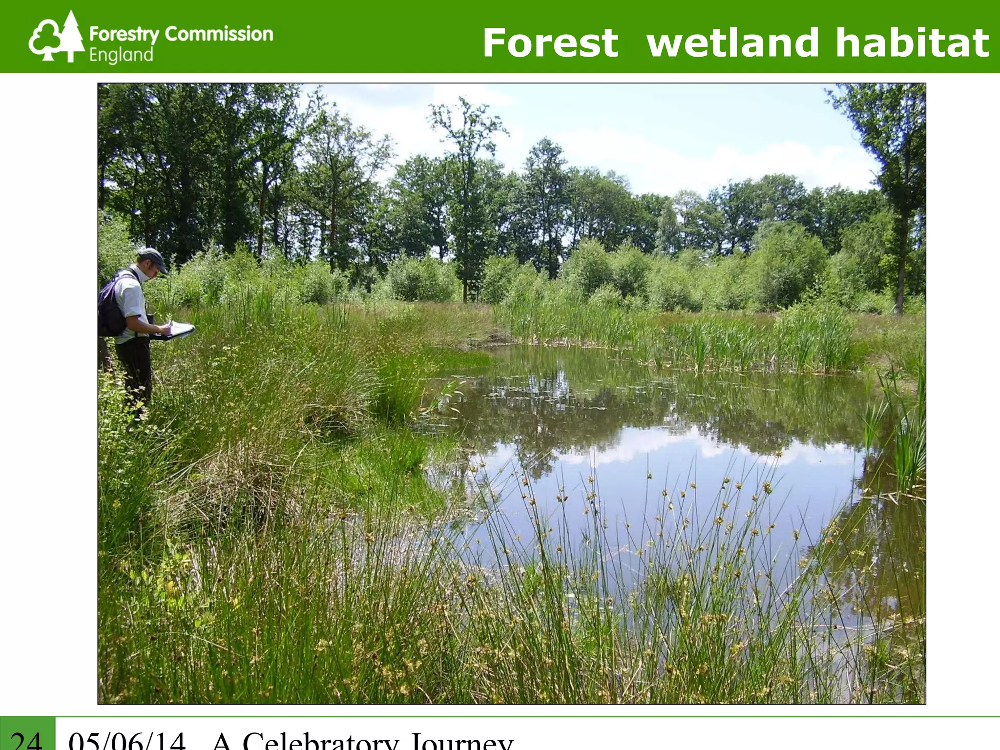 Forest wetland habitat
 