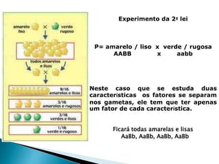 Experimento da 2ª lei 
P= amarelo / liso x verde / rugosa 
AABB x aabb 
Neste caso que se estuda duas 
características os fatores se separam 
nos gametas, ele tem que ter apenas 
um fator de cada característica. 
Ficará todas amarelas e lisas 
AaBb, AaBb, AaBb, AaBb 
 