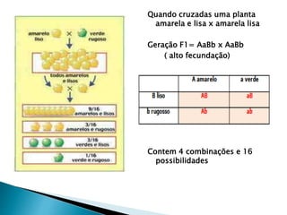 Quando cruzadas uma planta 
amarela e lisa x amarela lisa 
Geração F1= AaBb x AaBb 
( alto fecundação) 
Contem 4 combinações e 16 
possibilidades 
 