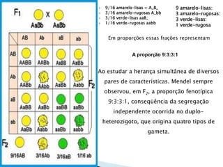  9/16 amarelo-lisas = A_B_ 
 3/16 amarelo-rugosas A_bb 
 3/16 verde-lisas aaB_ 
 1/16 verde-rugosas aabb 
Em proporções essas frações representam 
A proporção 9:3:3:1 
Ao estudar a herança simultânea de diversos 
pares de características. Mendel sempre 
observou, em F2, a proporção fenotípica 
9:3:3:1, conseqüência da segregação 
independente ocorrida no duplo-heterozigoto, 
que origina quatro tipos de 
gameta. 
9 amarelo-lisas: 
3 amarelo-rugosas: 
3 verde-lisas: 
1 verde-rugosa 
 