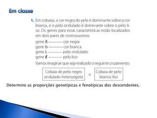 Determine as proporções genotípicas e fenotípicas dos descendentes.
 