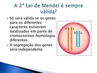  Só será válida se os genes
para os diferentes
caracteres estiverem
localizados em pares de
cromossomos homólogos
diferentes.
 A segregação dos genes
será independente.
 
