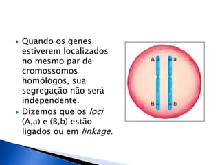  Quando os genes
estiverem localizados
no mesmo par de
cromossomos
homólogos, sua
segregação não será
independente.
 Dizemos que os loci
(A,a) e (B,b) estão
ligados ou em linkage.
 