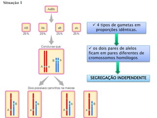  4 tipos de gametas em
proporções idênticas.
 os dois pares de alelos
ficam em pares diferentes de
cromossomos homólogos
SEGREGAÇÃO INDEPENDENTE
 