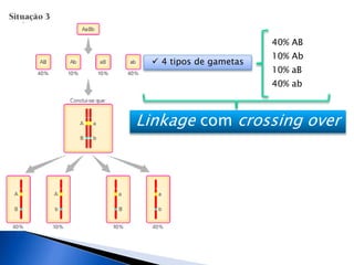  4 tipos de gametas
40% AB
10% Ab
10% aB
40% ab
Linkage com crossing over
 