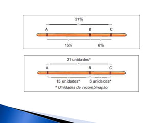 A segunda lei de mendel e linkage