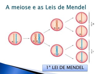 1ª LEI DE MENDEL
 
